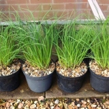 Kako uzgajati vlasac iz sjemena na prozorskoj dasci